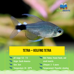 Tetra – Veilfins Tetra 3cm