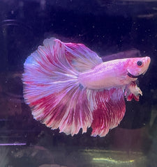 Betta Male - A Grade Purple Dress 6cm Show