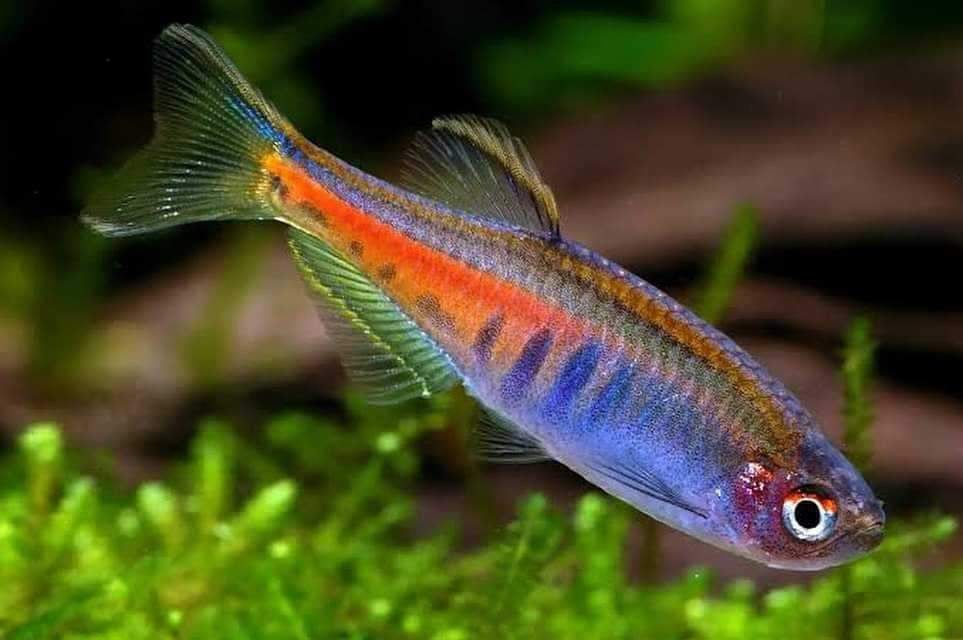 Glowlight Danio - Celestichthys choprae 2.5cm