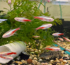 Red Neon Tetra 2.5cm Limited Number