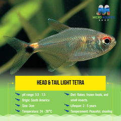 Head & Tail Light Tetra 3cm