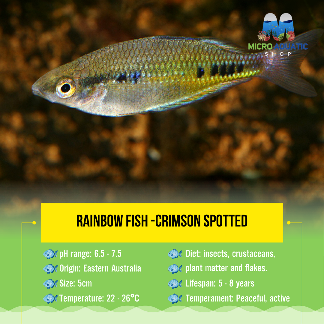 Rainbow Fish -Crimson Spotted 5cm