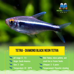 Tetra - Diamond Black Neon Tetra 2-3cm