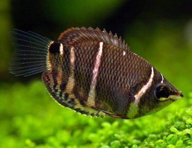 Chocolate Gourami