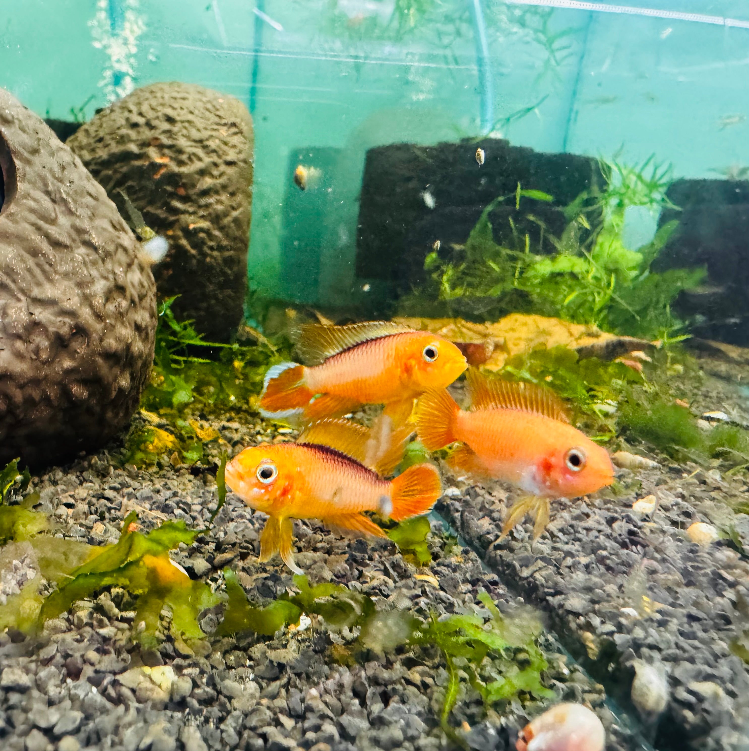 American Cichlid Apisto – Gold Fire Red - Rare