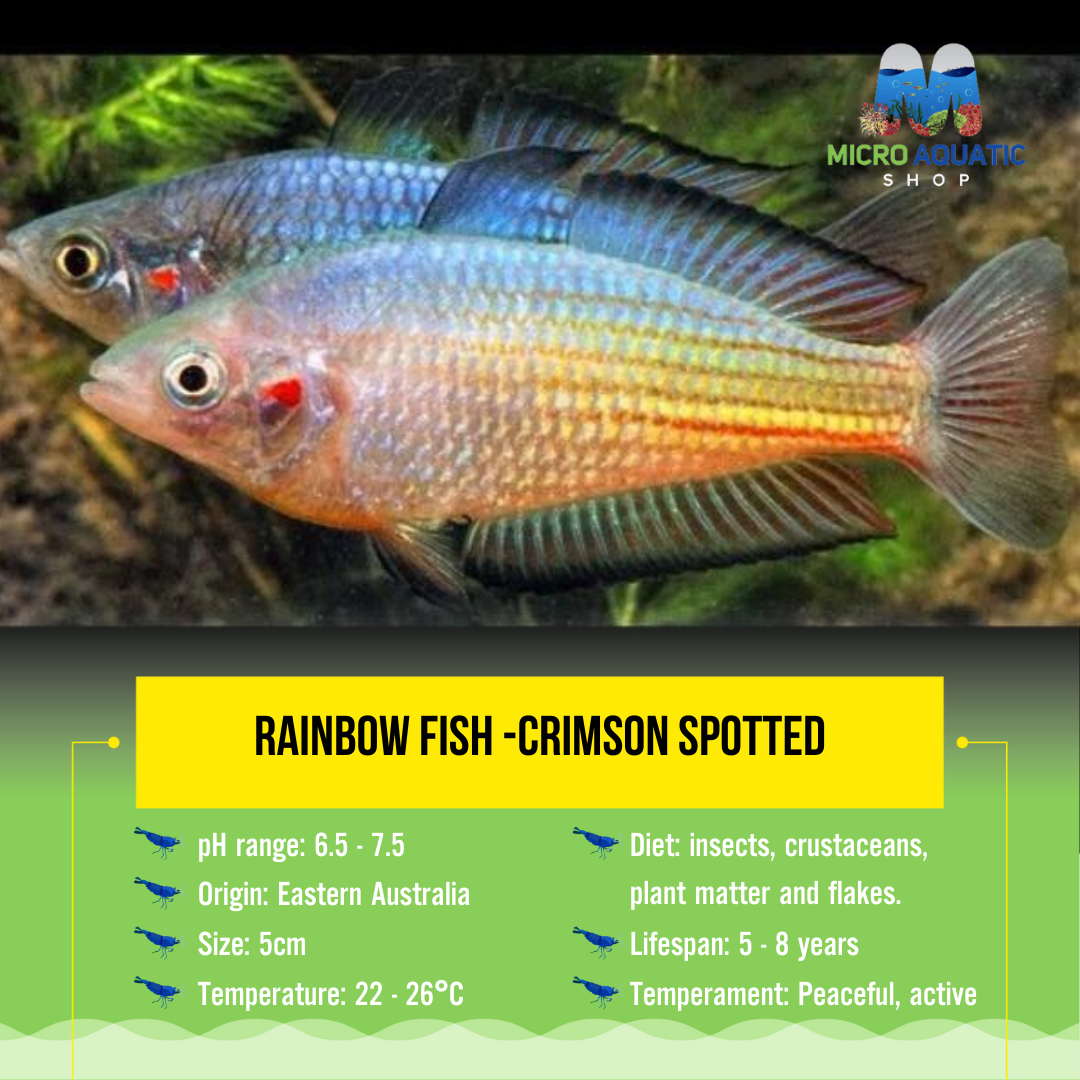 Flash Sale Rainbow Fish -Crimson Spotted 5cm