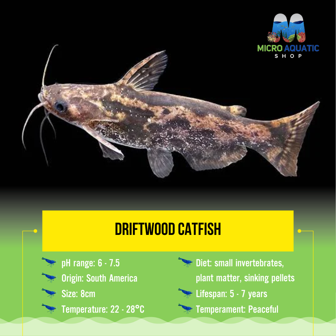 Driftwood Catfish 8cm Show