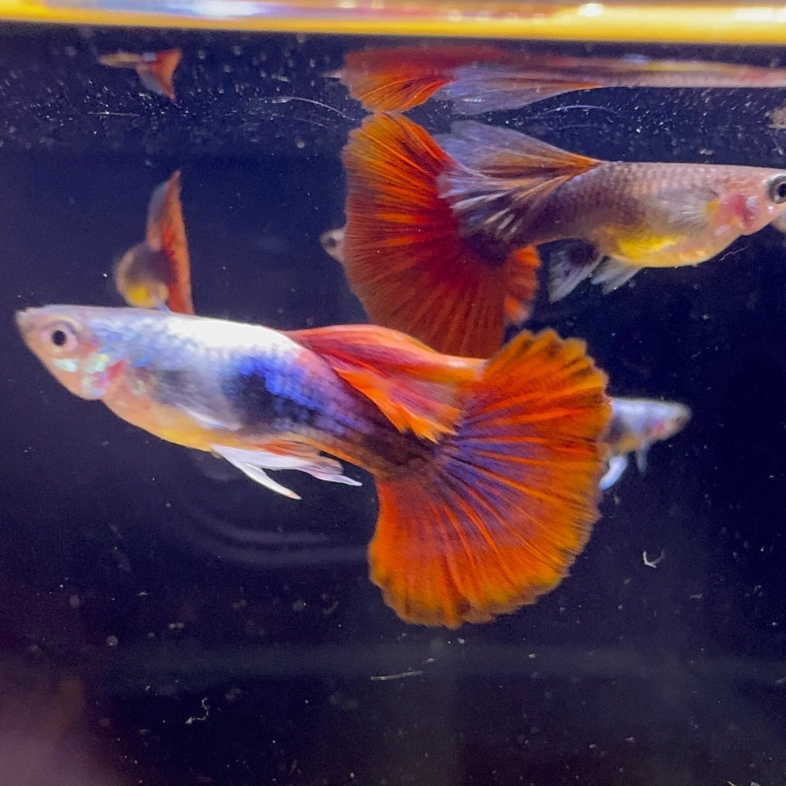 Red Rose Guppy ( Pair )