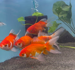 Gold Fish - Fantail 12-14cm