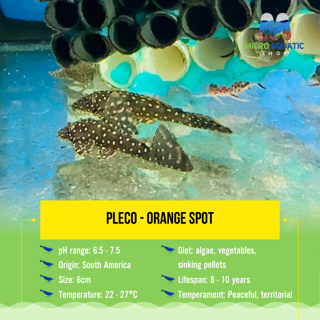 Pleco - Orange Spot 6cm