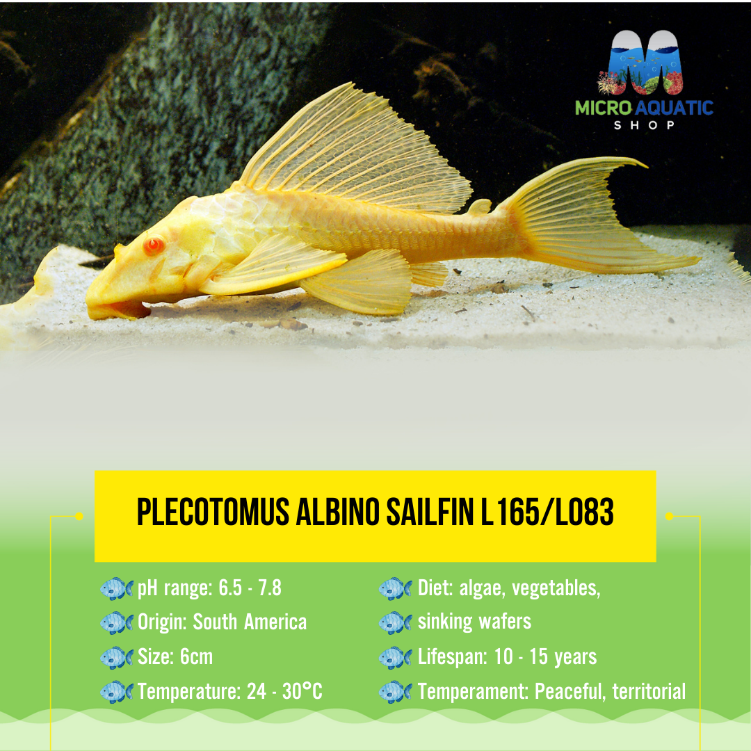 Plecotomus Albino Sailfin L165/L083 6cm