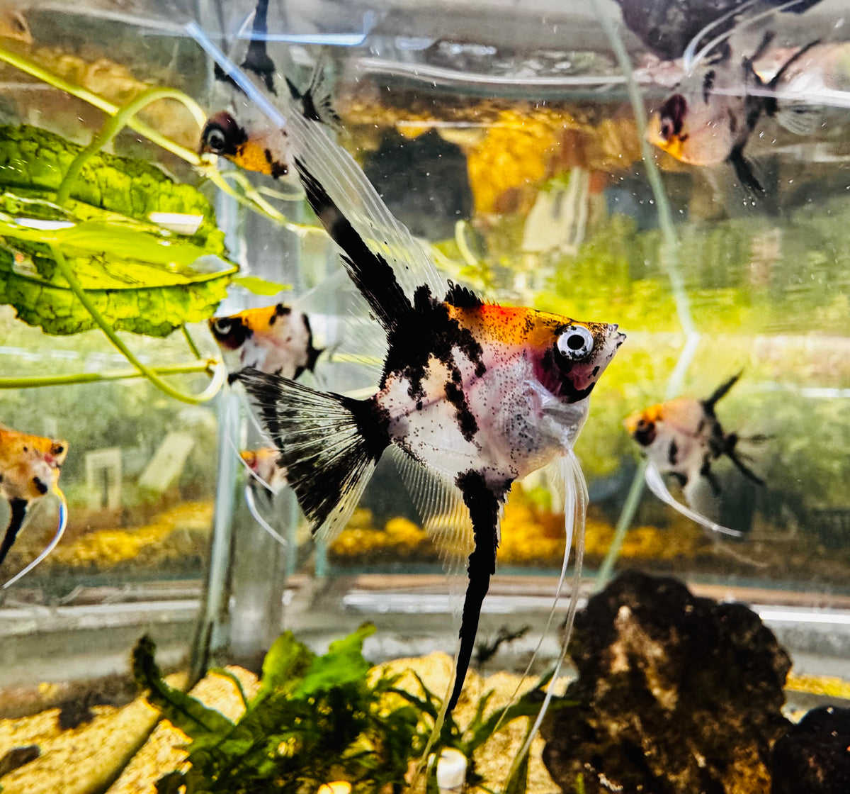 Angel Fish - German Red Devil Angel Rare 4cm