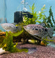 Gourami - Opaline (Trichopodus Trichopterus) 4cm Micro Aquatic Shop