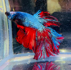 Giant Super Delta A-Grade Male Beta A1