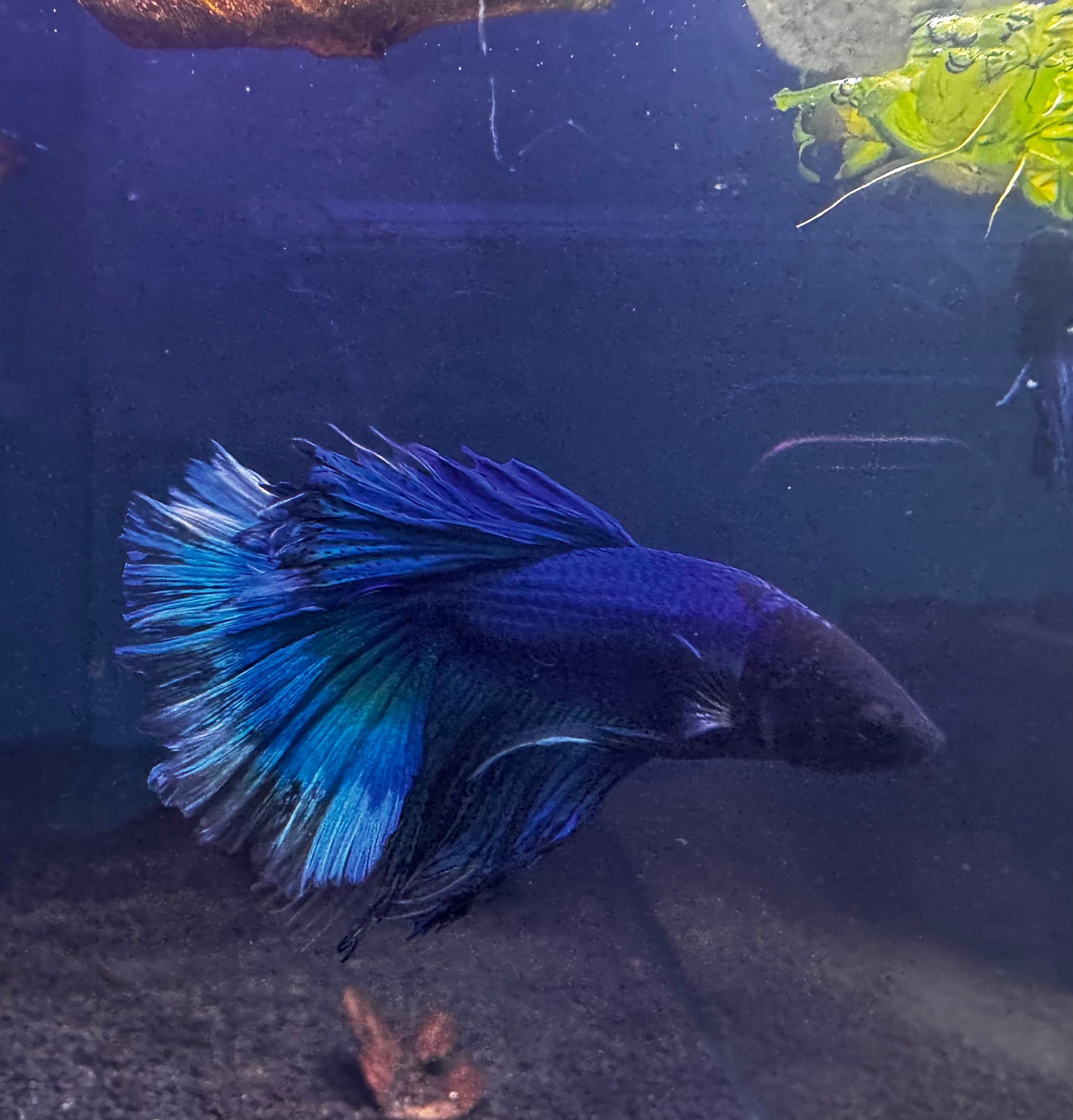 Betta Male - Half Moon Blue Show Grade