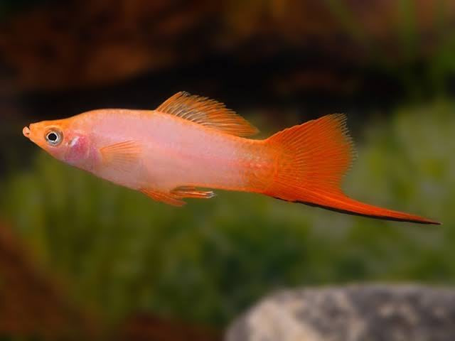 Swordtail - Blusing Pink (Xiphophorous hellerii)