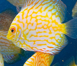 Discus - Yellow checkerboard 11cm Show Micro Aquatic Shop