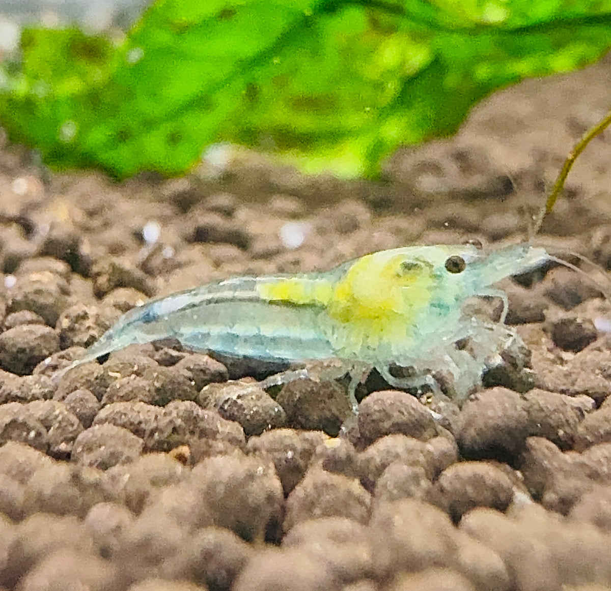 Blue Sky Velvet Cherry Shrimp