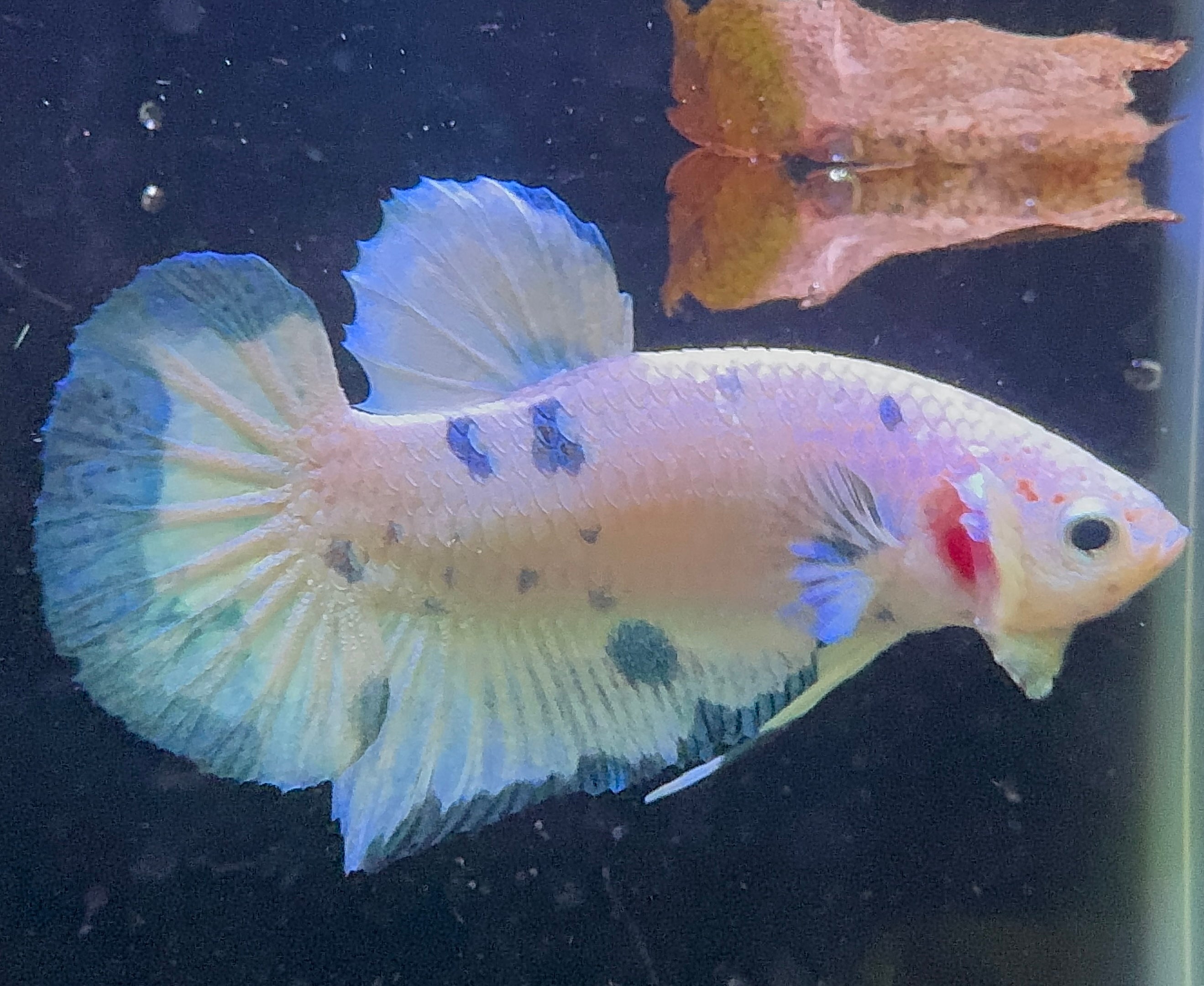 Marble Prince Male Beta 1