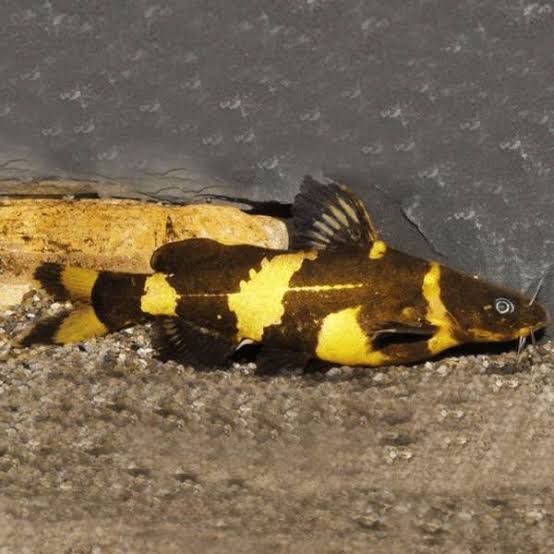 Catfish - Bumble Bee 9cm