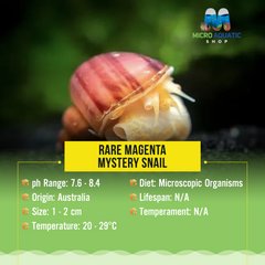 Rare Magenta Mystery Snail