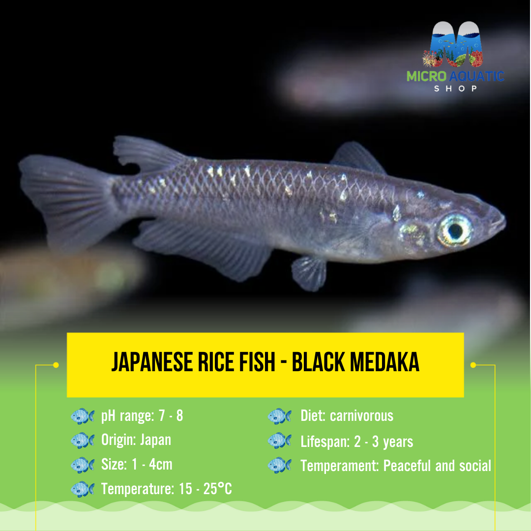 Japanese rice fish - Black Medaka 1-2cm