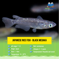 Japanese rice fish - Black Medaka 1-2cm