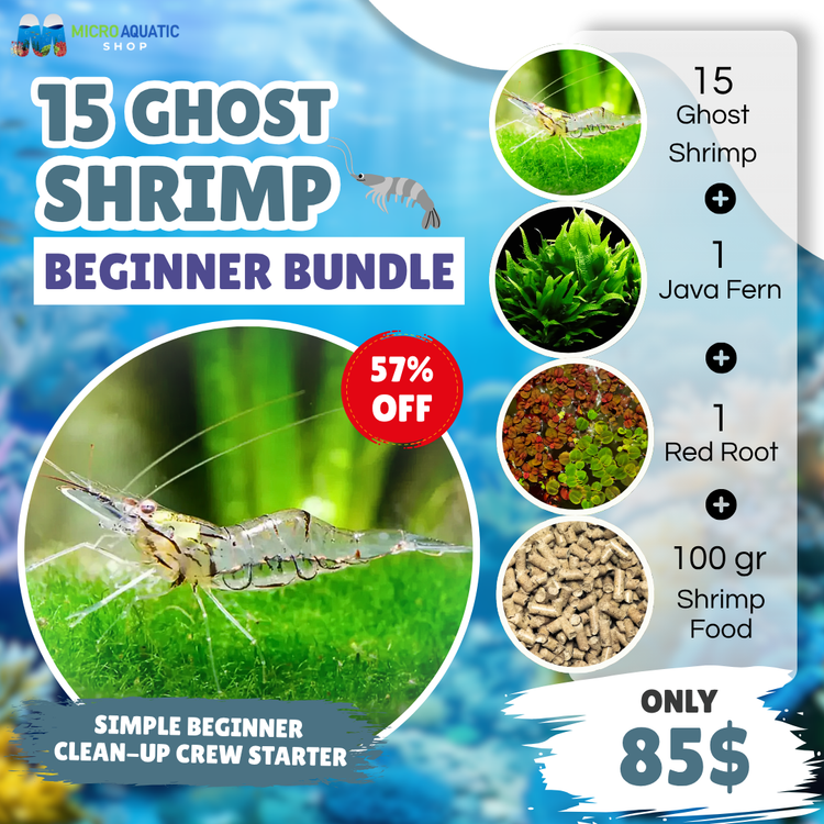 Ghost Shrimp – Beginner Friendly Bundle