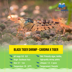 Black Tiger Shrimp - Cardina x Tiger