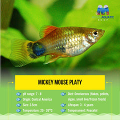 Platies – Mickey Mouse Platy (Xiphophorus maculatus) 3.5cm