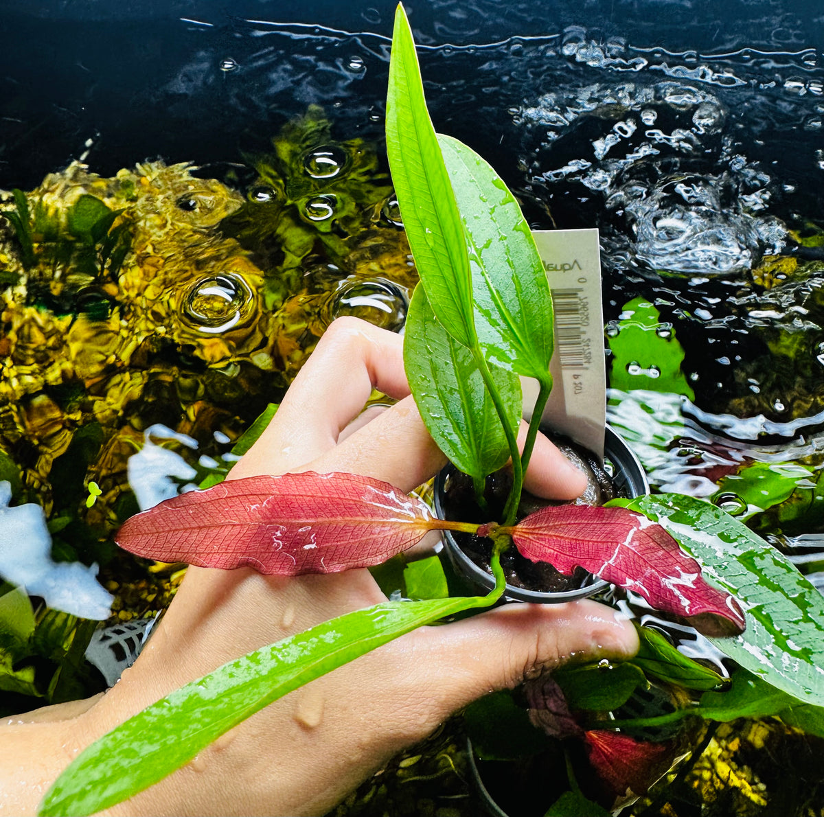 Echinodorus amazon 'Fancy Twist “