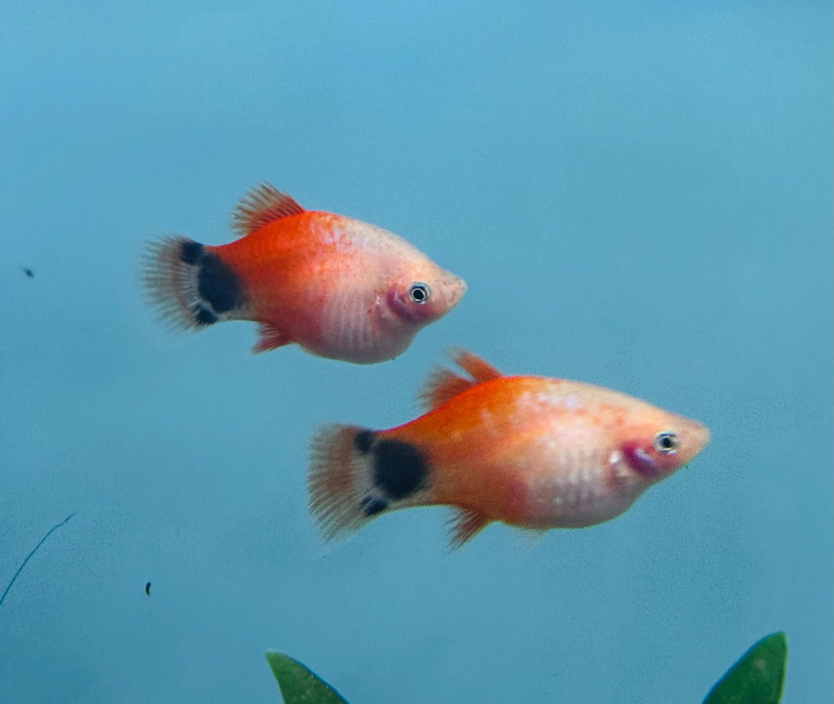 Platies – Jumbo Mickey Platy XL 5cm
