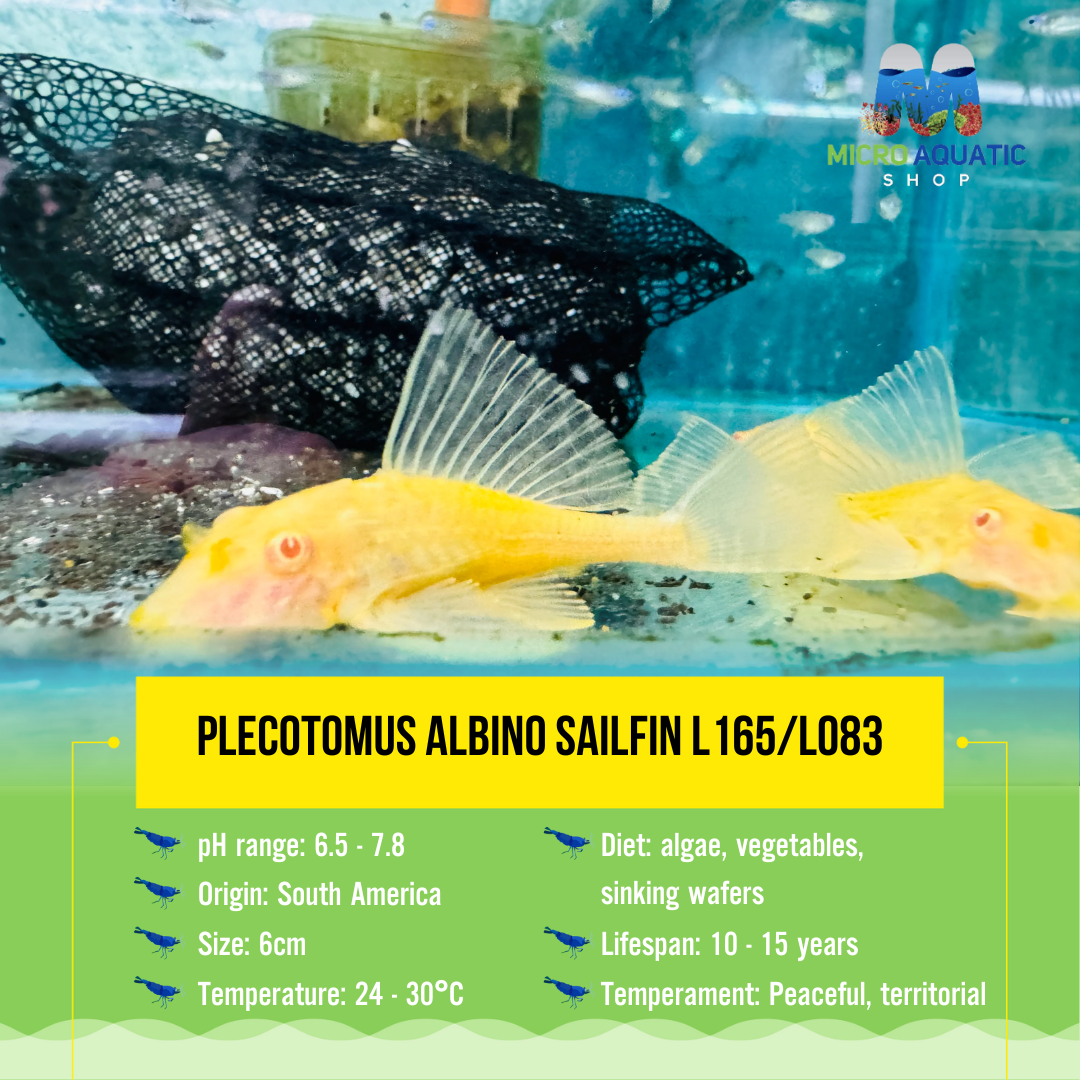 Plecotomus Albino Sailfin L165/L083 6cm