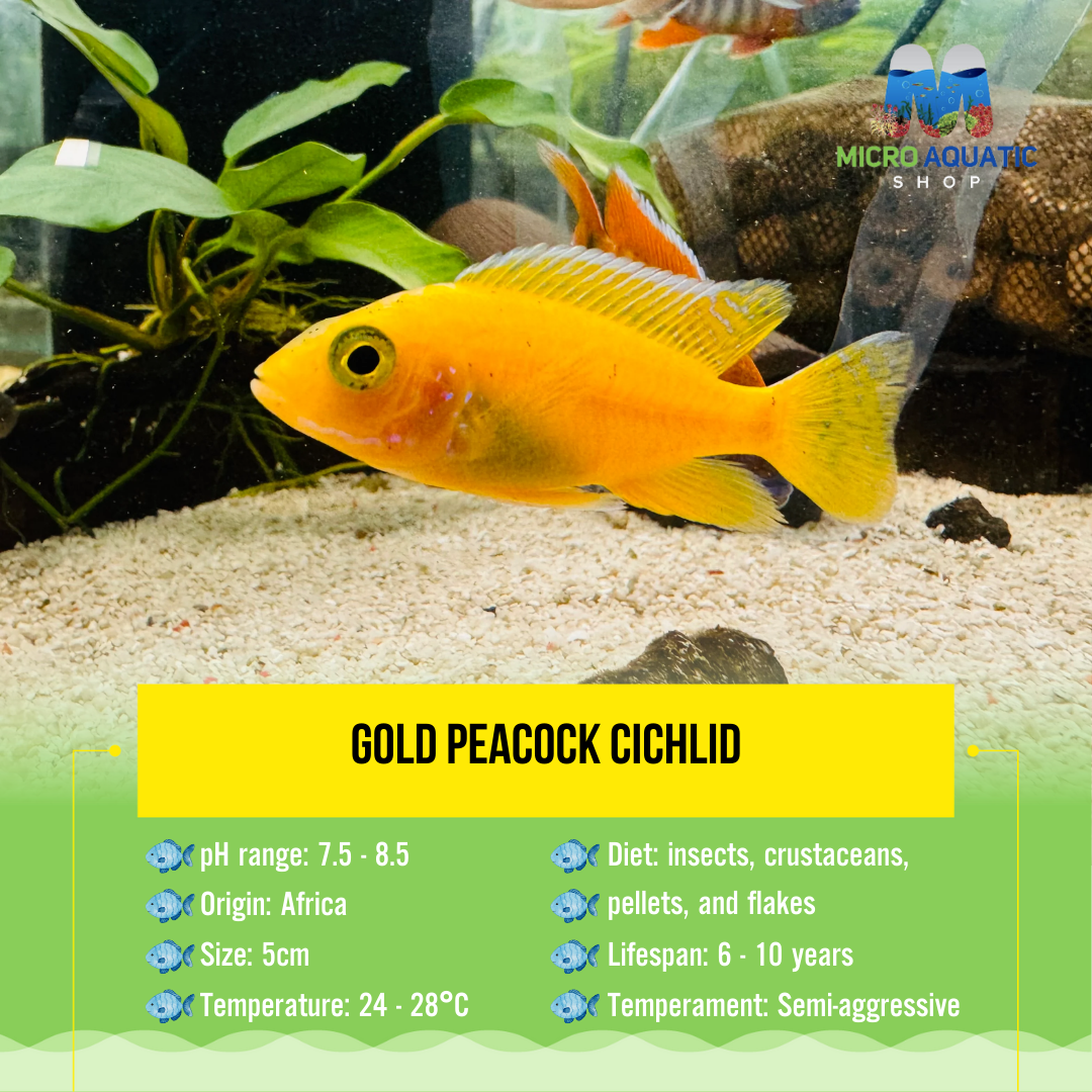 Gold Peacock Cichlid 5cm