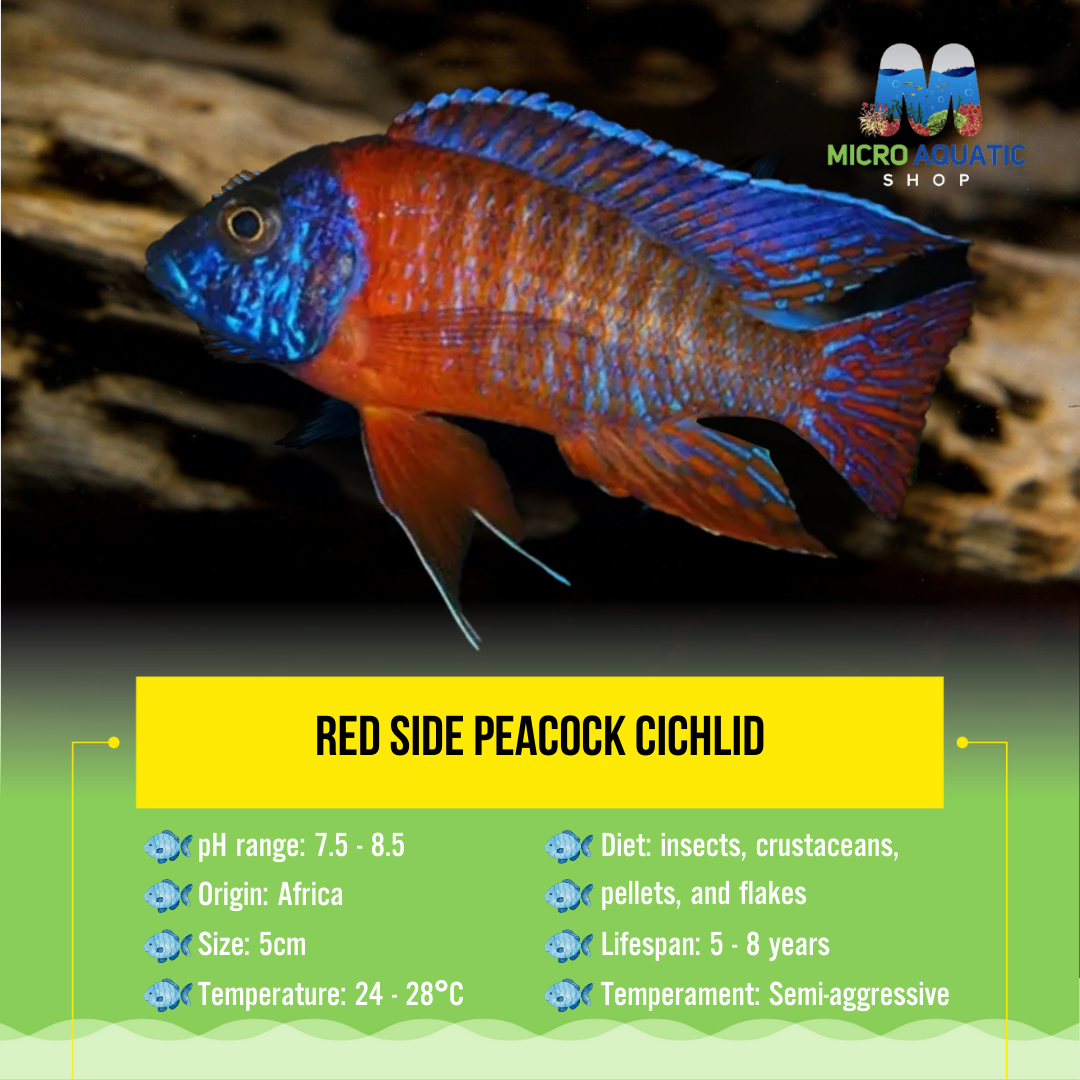 Red Side Peacock Cichlid 5cm