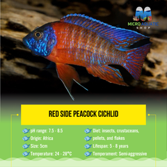 Red Side Peacock Cichlid 5cm