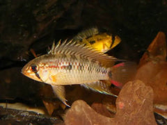 American Cichlid Apisto – Apistogramma Macmasteria Wild  - Rare