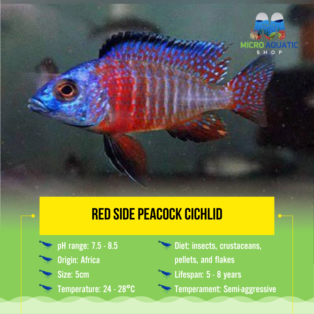 Red Side Peacock Cichlid 5cm