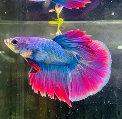 Betta Male - Purple Dress