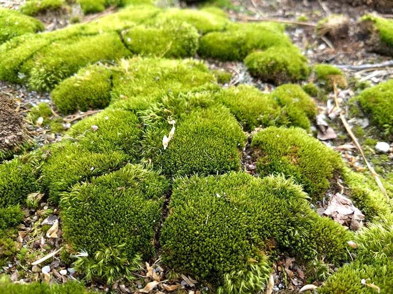 Aquascape - terrarium Land moss