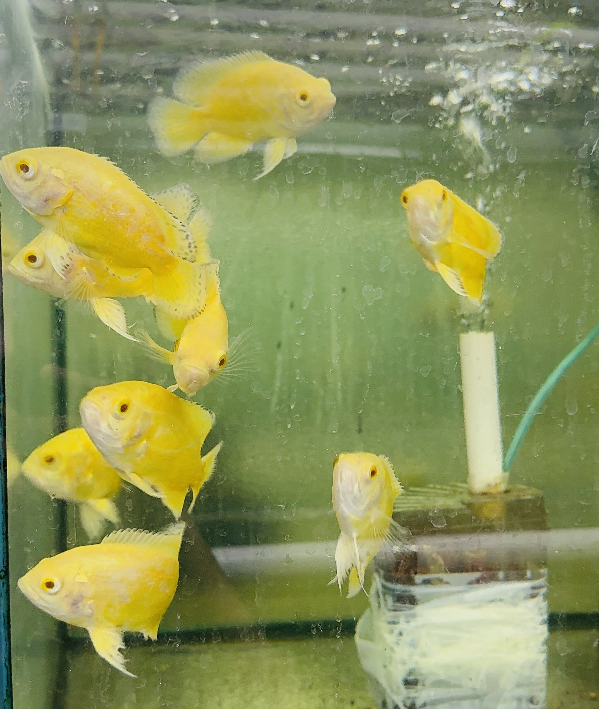 Lemon Oscar (10cm) - Brighten Your Aquarium | Micro Aquatic Shop