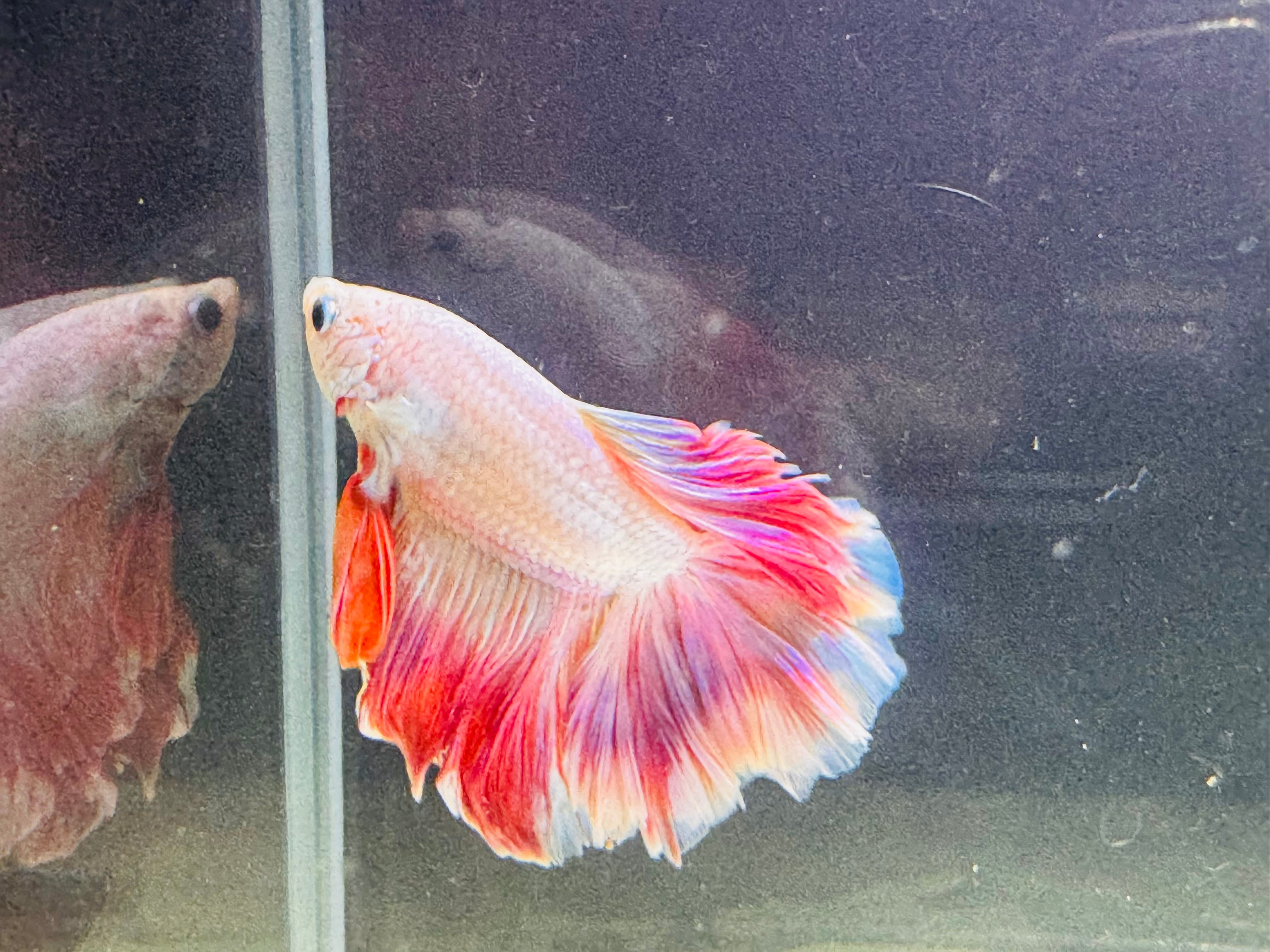 Betta Male - A Grade Half Moon Love Prince