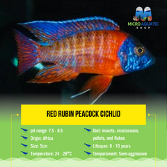 Red Rubin Peacock Cichlid 5cm