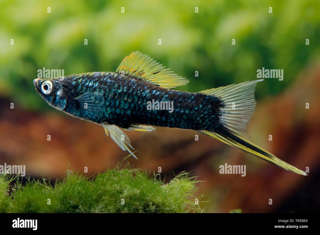 Swordtail - Green Jade Black