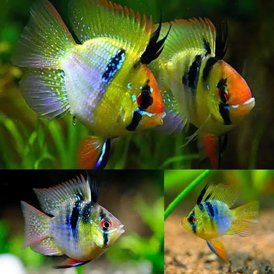 German Balloon Ram (Microgeophagus ramirezi) 3cm Show