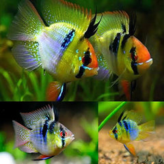 German Balloon Ram (Microgeophagus ramirezi) 3cm Show