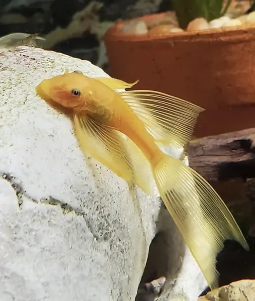 L144 Blue Eye Lemon Bristlenose longfin 4cm Micro Aquatic Shop