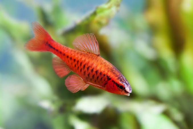 Cherry Barb - Puntius Titteya