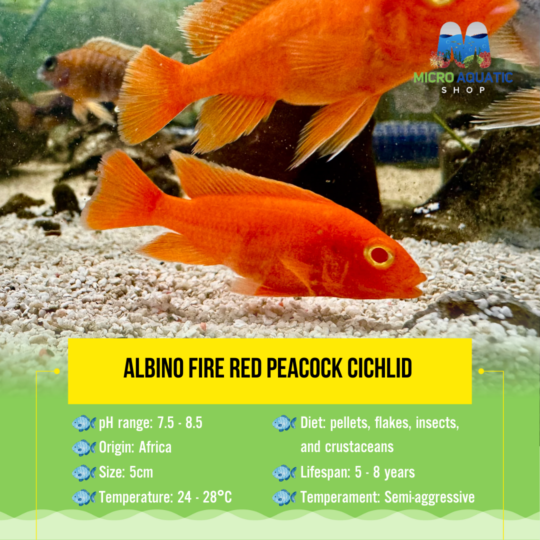 Albino Fire Red  Peacock Cichlid 5cm