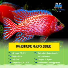 Dragon Blood Peacock Cichlid 5cm